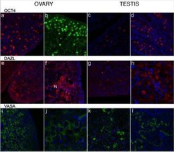 DAZL Antibody (DAZL3/11A) - Azide and BSA Free, Novus Biologicals 0.025